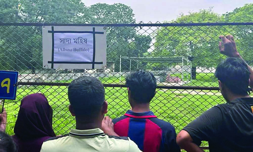 জাতীয় চিড়িয়াখানায় সাদা মহিষ দেখতে উপচে পড়া ভিড়