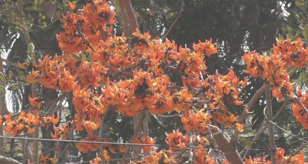 নড়াইলের পলাশ বিলাস প্রকৃতিতে বসন্তের আগুন