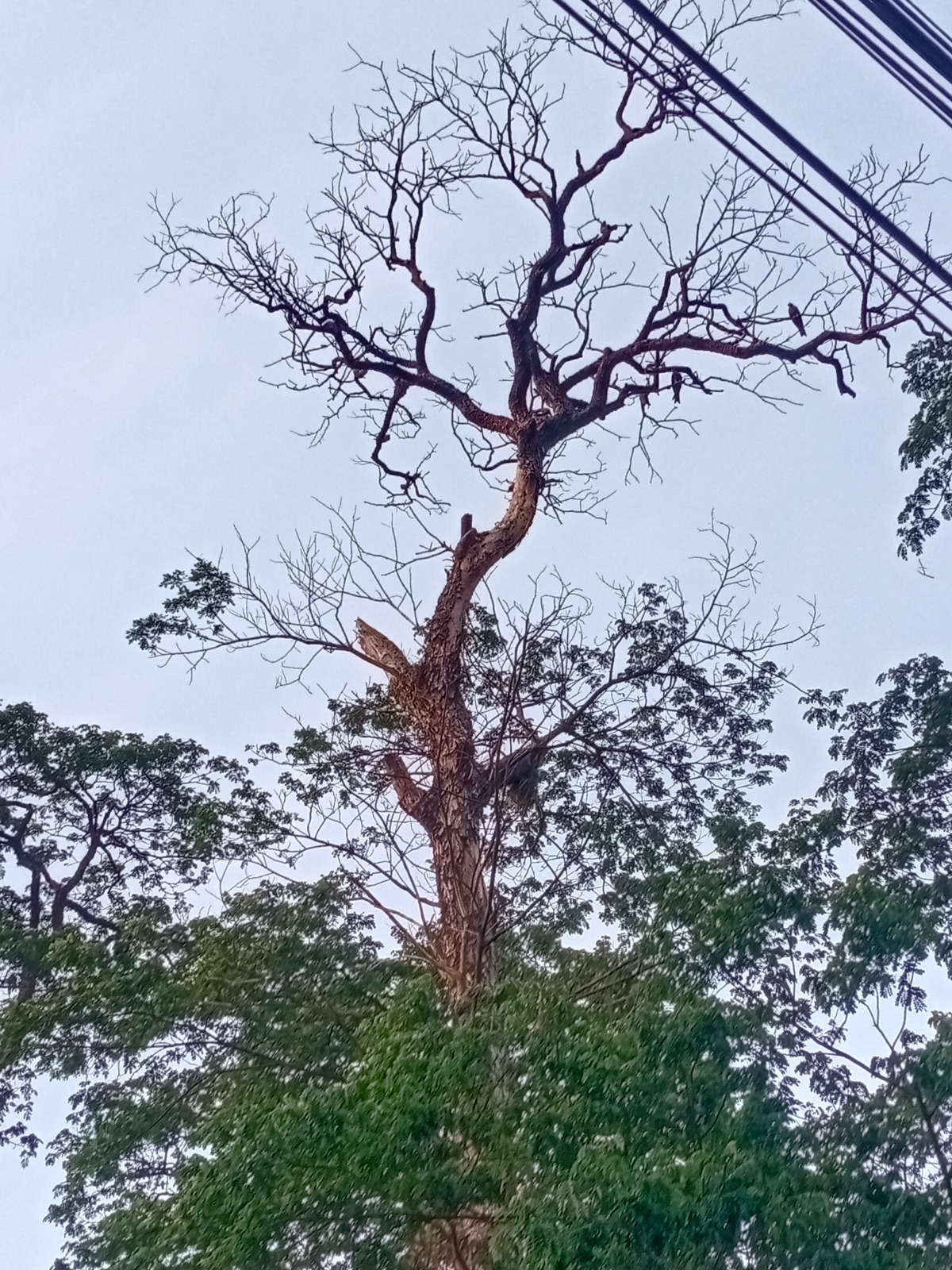 কালীগঞ্জে শতবর্ষী রেইনট্রির ঝুঁকিপূর্ণ শুকনো ডাল, দুর্ঘটনার শঙ্কায় ব্যবসায়ী ও পথচারীরা