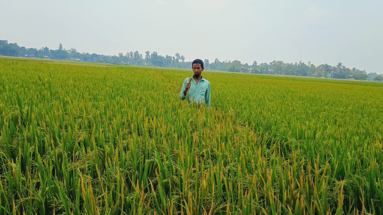 ধামরাইয়ে ইটভাটার বিষাক্ত ধোঁয়ায় পুড়লো ২৫ হেক্টর জমির বোরো ধান