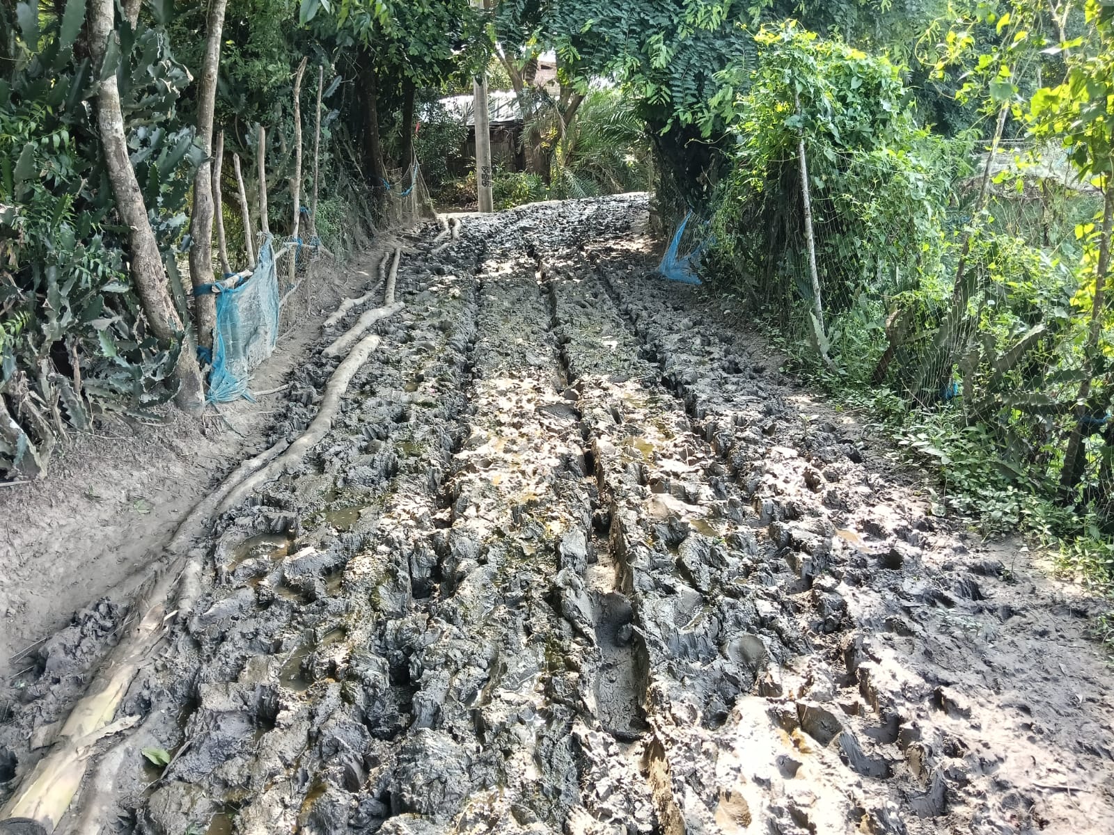 খুলনার কয়রায় কাদামাটির রাস্তায় চরম দুর্ভোগ শিক্ষার্থীসহ শতাধিক পরিবারের