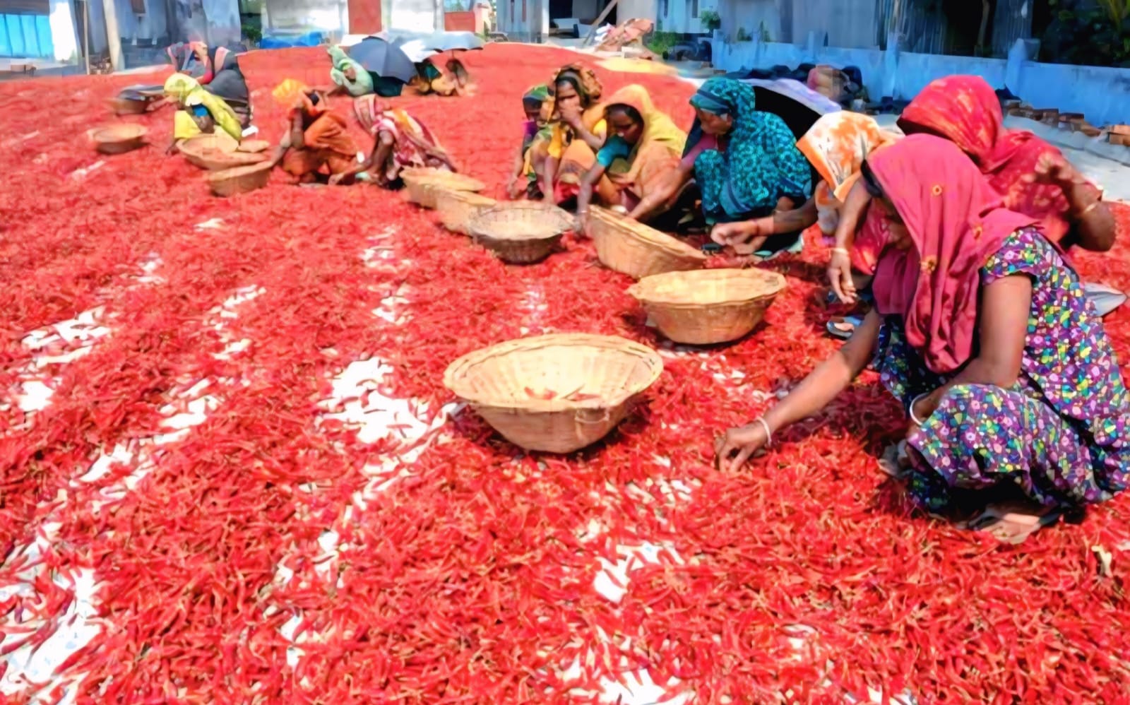 লাল সোনার বিস্তৃত অর্থনীতির নিয়ন্ত্রণ সিন্ডিকেটের হাতে?