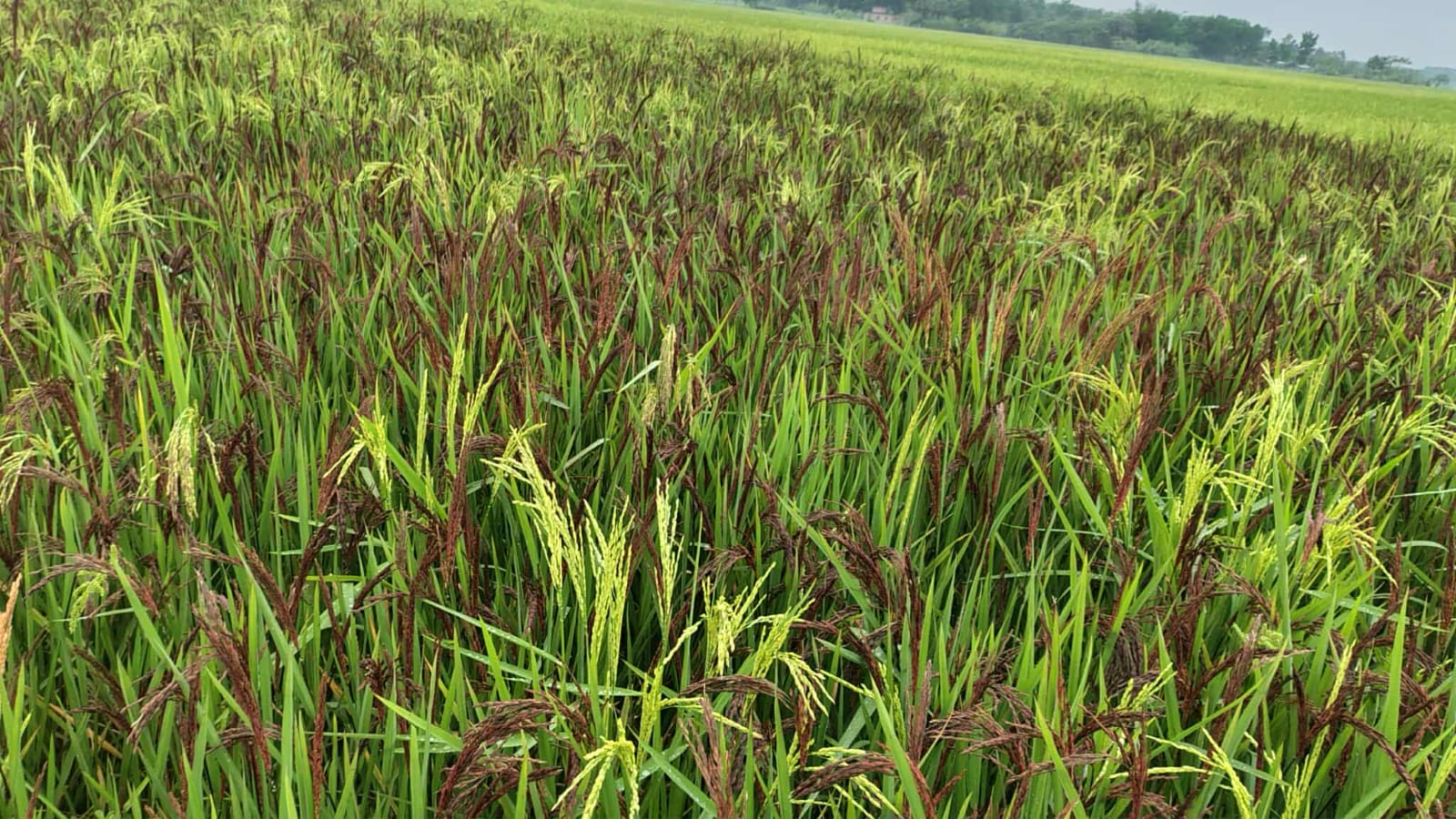 ইউটিউব দেখে ব্লাক রাইস চাষে রহমতের বাজিমাত