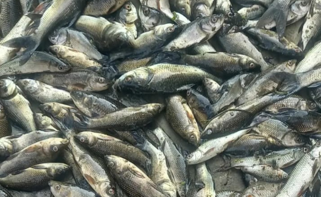 ফেনীর সোনাগাজীতে ছাত্রদল নেতার মৎস্য খামারে বিষ ঢেলে ৫ লক্ষাধিক টাকার মাছ নিধন