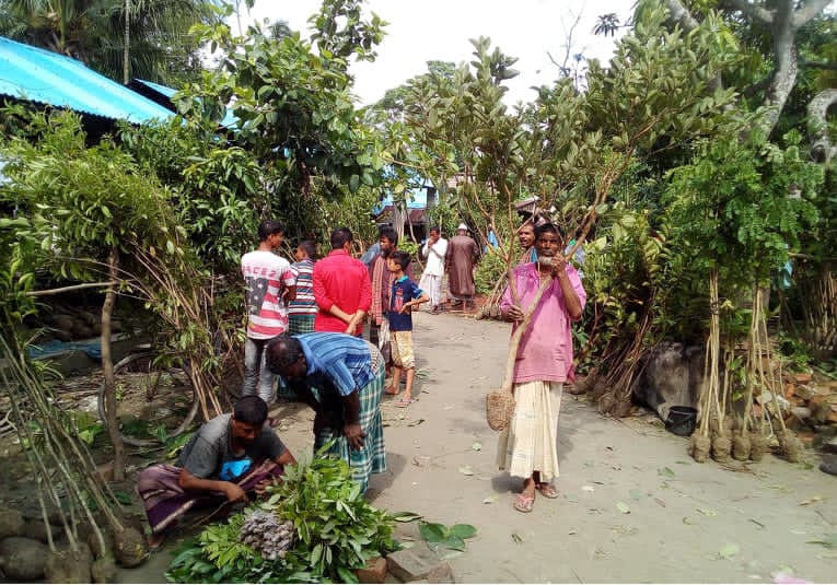 পাইকগাছার নার্সারিতে বর্ষা মৌসুমে শত কোটি টাকার চারা বিক্রির আশা