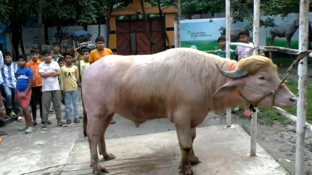এবার ঢাকায় পাড়ি জমাচ্ছে নারায়ণগঞ্জের ‘ডোনাল্ড ট্রাম্প’