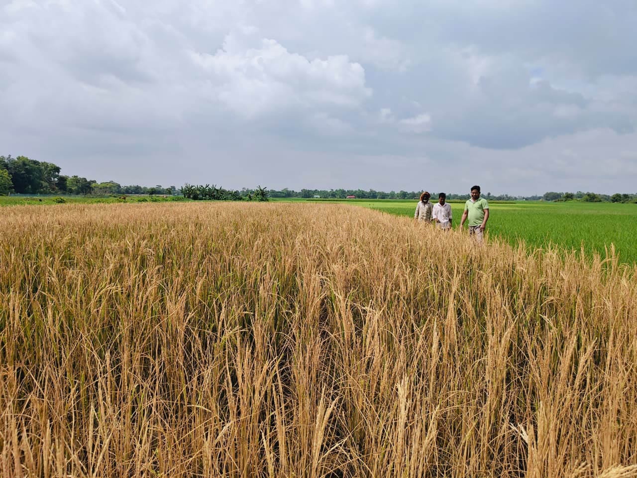 কমলগঞ্জে ধানের ক্ষেতে বিষ প্রয়োগের অভিযোগ, ৩০ শতকের ফসল নষ্ট