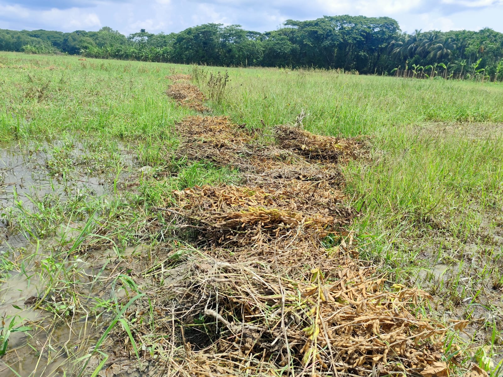 ভোলায় প্রায় সাড়ে ২৬ কোটি টাকার রবি শস্যের ক্ষতি, দিশেহারা কৃষক