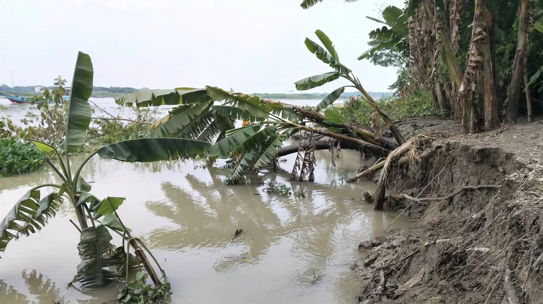 সুগন্ধা নদীর ভাঙ্গনে দিশেহারা মানুষ