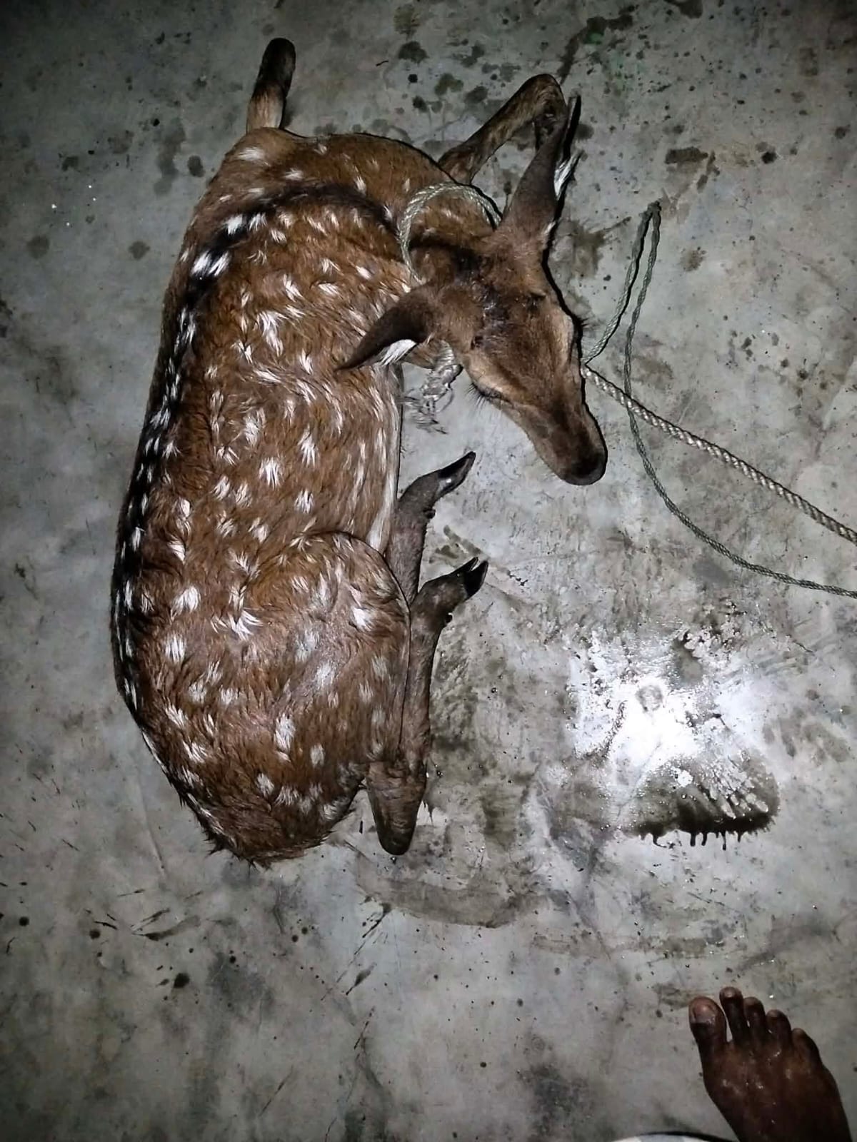 মনপুরায় লোকালয় থেকে চিত্রা হরিণ উদ্ধার