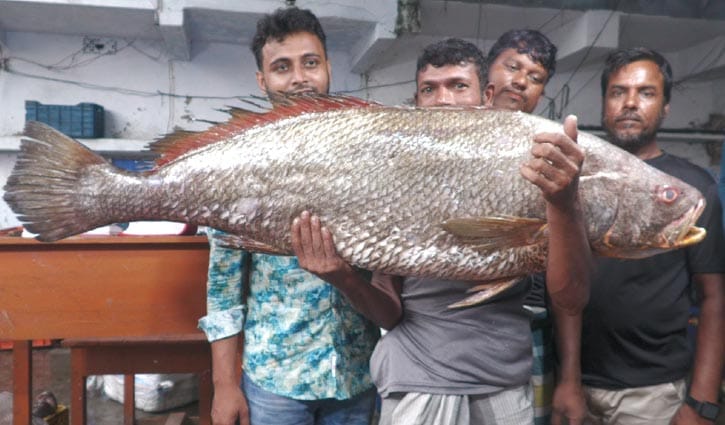 বাগেরহাটে জেলের জালে ২২ কেজির ধাতিনা ভোল, ৩ লাখ ৫৫ হাজার টাকায় বিক্রি
