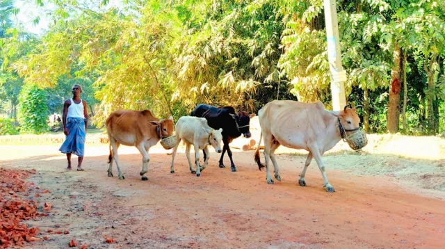 মীরসরাইয়ে এক রাতেই কৃষকের ৪ গরু চুরি