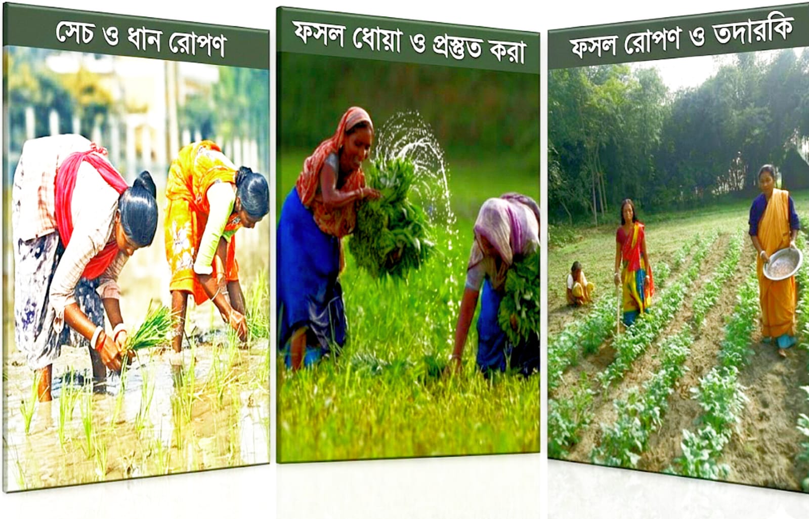 সমান কাজ, অর্ধেক মজুরি—দিনাজপুরে নারী কৃষিশ্রমিকদের বঞ্চনা