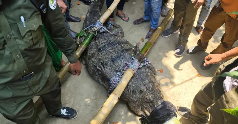 খান জাহান আলী (রহ.) মাজারের দিঘির কুমির স্থানান্তর