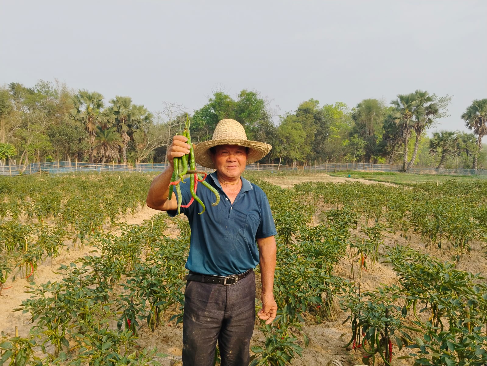 শ্রীপুরে চীনা নাগরিকের “চাপাই-কোপাই” মরিচ চাষে সাড়া