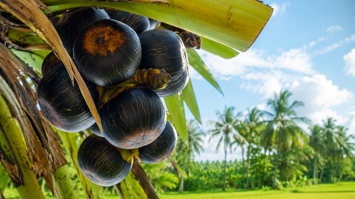মৌসুমি ফল তালের যত উপকারিতা