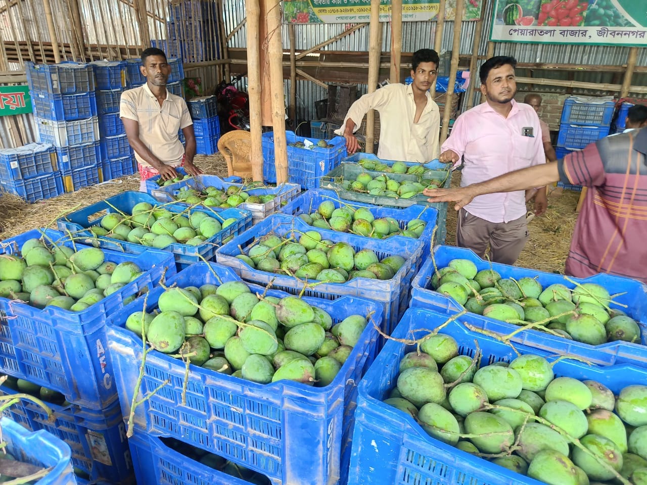 জীবননগরে জমে উঠেছে আমের বাজার