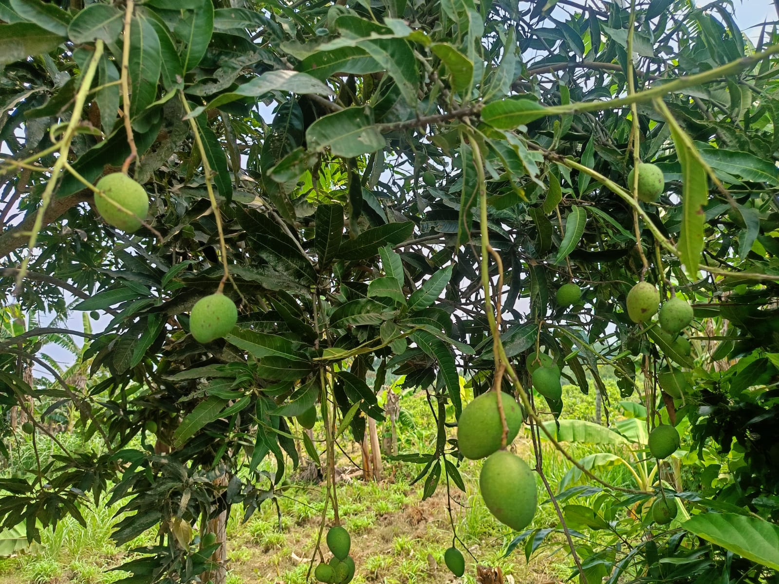 জীবননগরে তাপদহে ঝরে পড়ছে আমের গুটি, দুশ্চিন্তায় আম চাষিরা