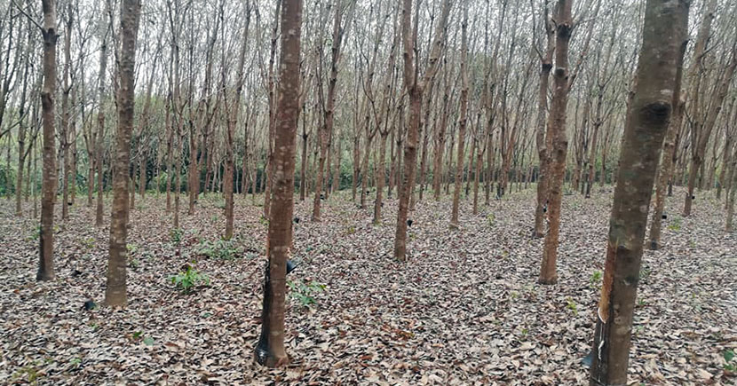 ফেনীর পরশুরামে রাবার বাগান; প্রকৃতি-শিল্পের অনন্য আকর্ষণ