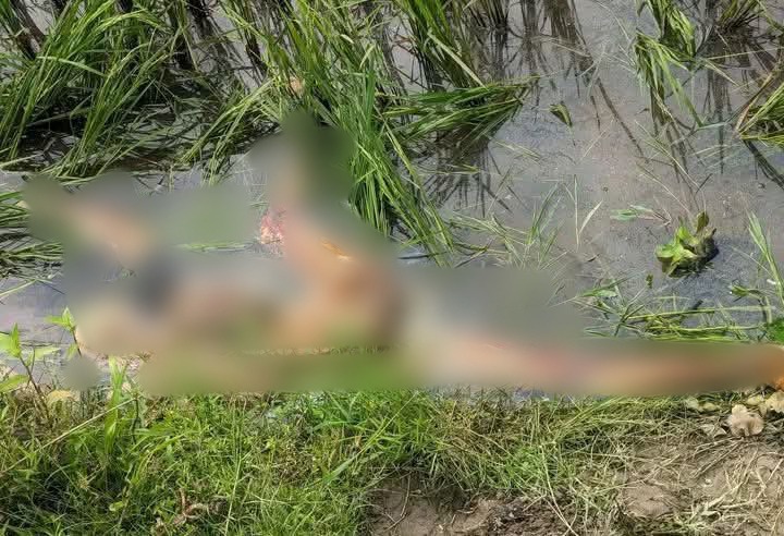 অর্ধগলিত মরদেহে আতঙ্ক, পরিচয়হীন নারী