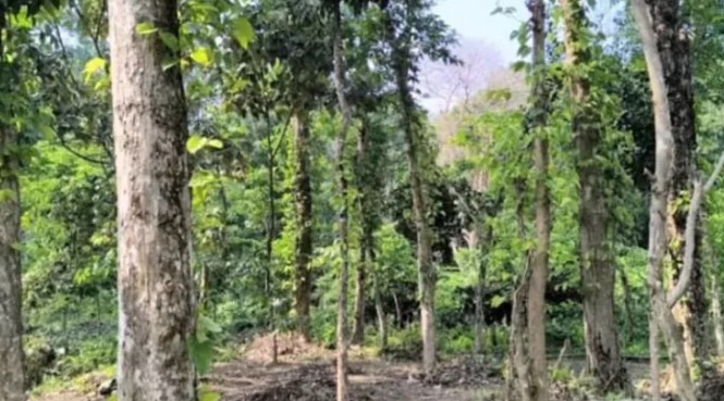 কয়েকটি উচ্ছেদ অভিযান পরিচালনা করলেই সমস্যার স্থায়ী সমাধান হবে না
