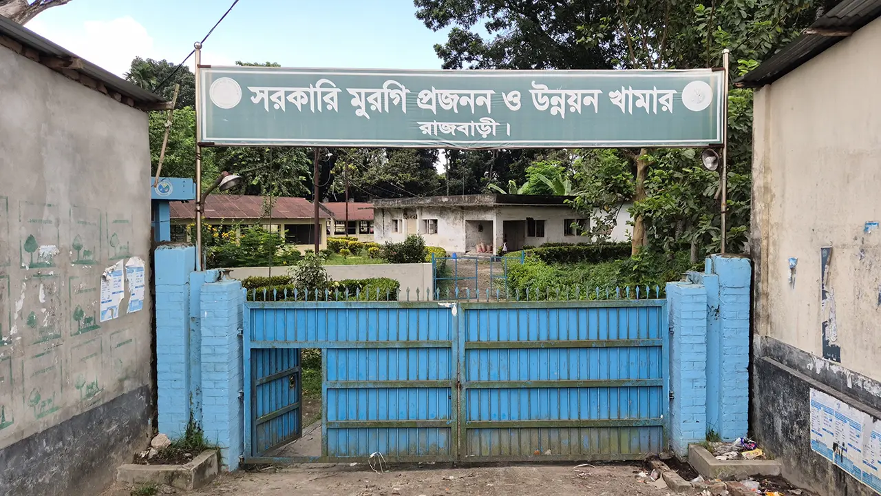 জনবল সংকটে ধুঁকছে রাজবাড়ীর সরকারি মুরগি খামার, হ্যাচারি বন্ধ ২৯ বছর