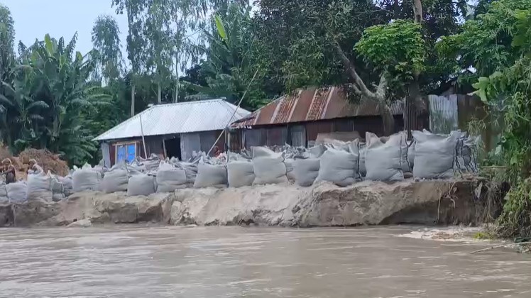 কুড়িগ্রামে নদ-নদীতে পানি বৃদ্ধি, ভাঙনে দিশেহারা নদী পাড়ের মানুষ