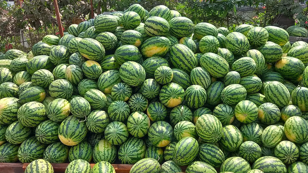 ভরা মৌসুমেও তরমুজে আগুন : ১ কিলোমিটারের ব্যবধানে দাম দ্বিগুণ!