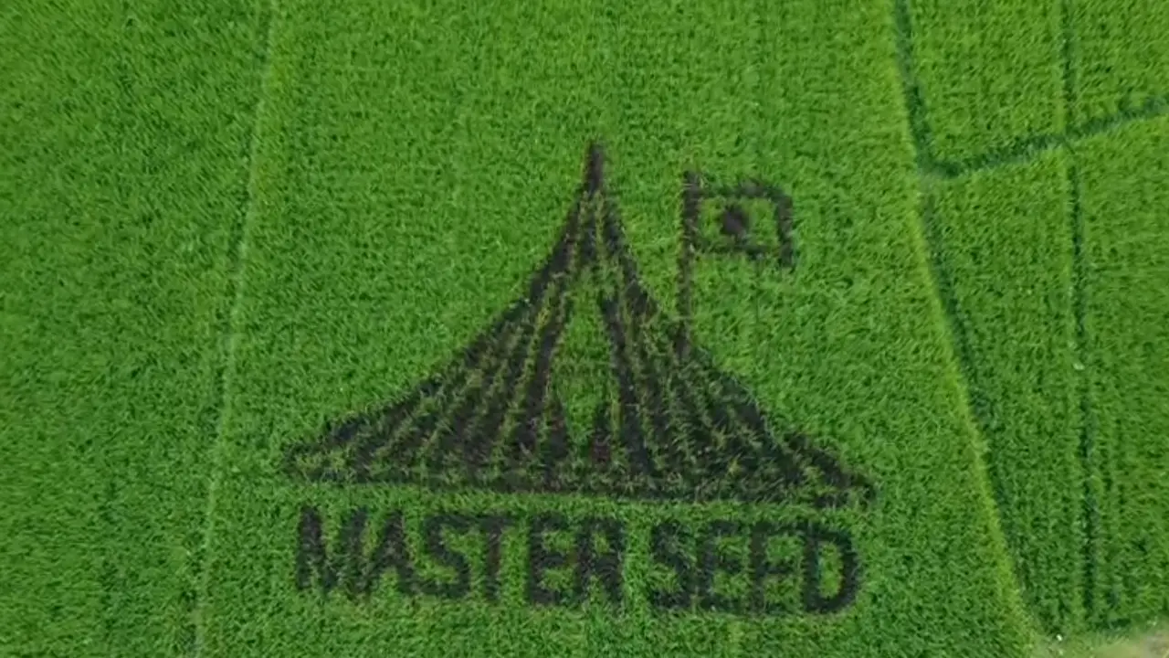 ধানক্ষেতে স্মৃতিসৌধের নকশা ফুটিয়ে তুললেন স্কুলশিক্ষক