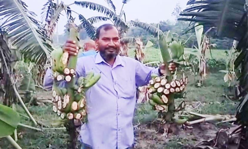 চুয়াডাঙ্গায় পূর্ব শত্রুতার জেরে কৃষকের দেড় বিঘা জমির ফলন্ত কলাবাগান কেটে তছনছ