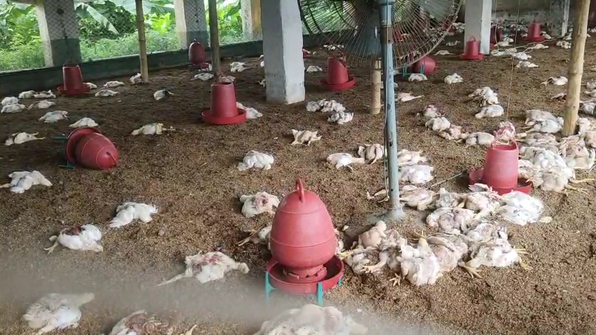 চুয়াডাঙ্গার দর্শনায় বন্য প্রাণীর আক্রমণে হাসান পোল্ট্রি ফার্মে প্রায় এক হাজার মুরগি মারা গেছে