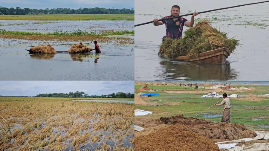 নেত্রকোণার বানের পানিতে প্রায় ৩৭৫ কোটি টাকার বোরো ফসল