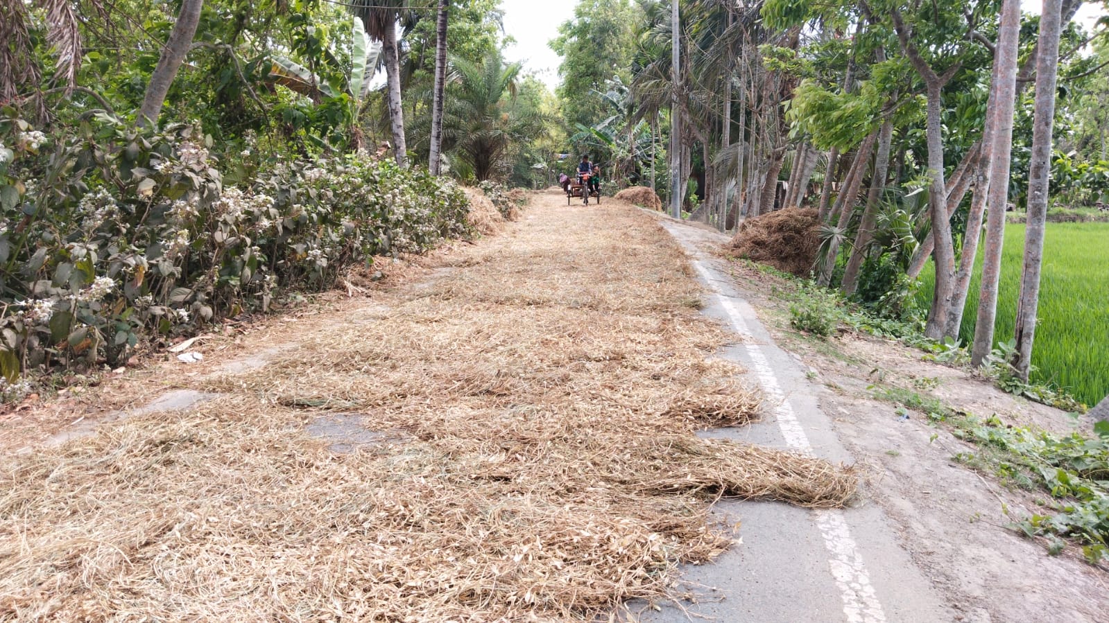 সড়কে মৌসুমি ফসল মাড়াই: বাড়ছে দুর্ঘটনা