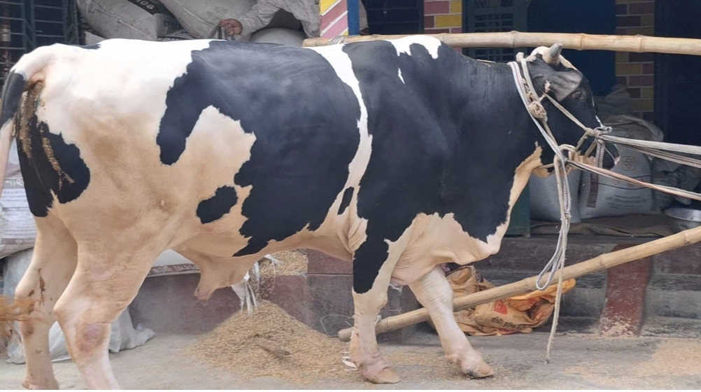 নড়াইলে কোরবানিতে প্রস্তুত বাহুবলী দাম ১০ লাখ টাকা