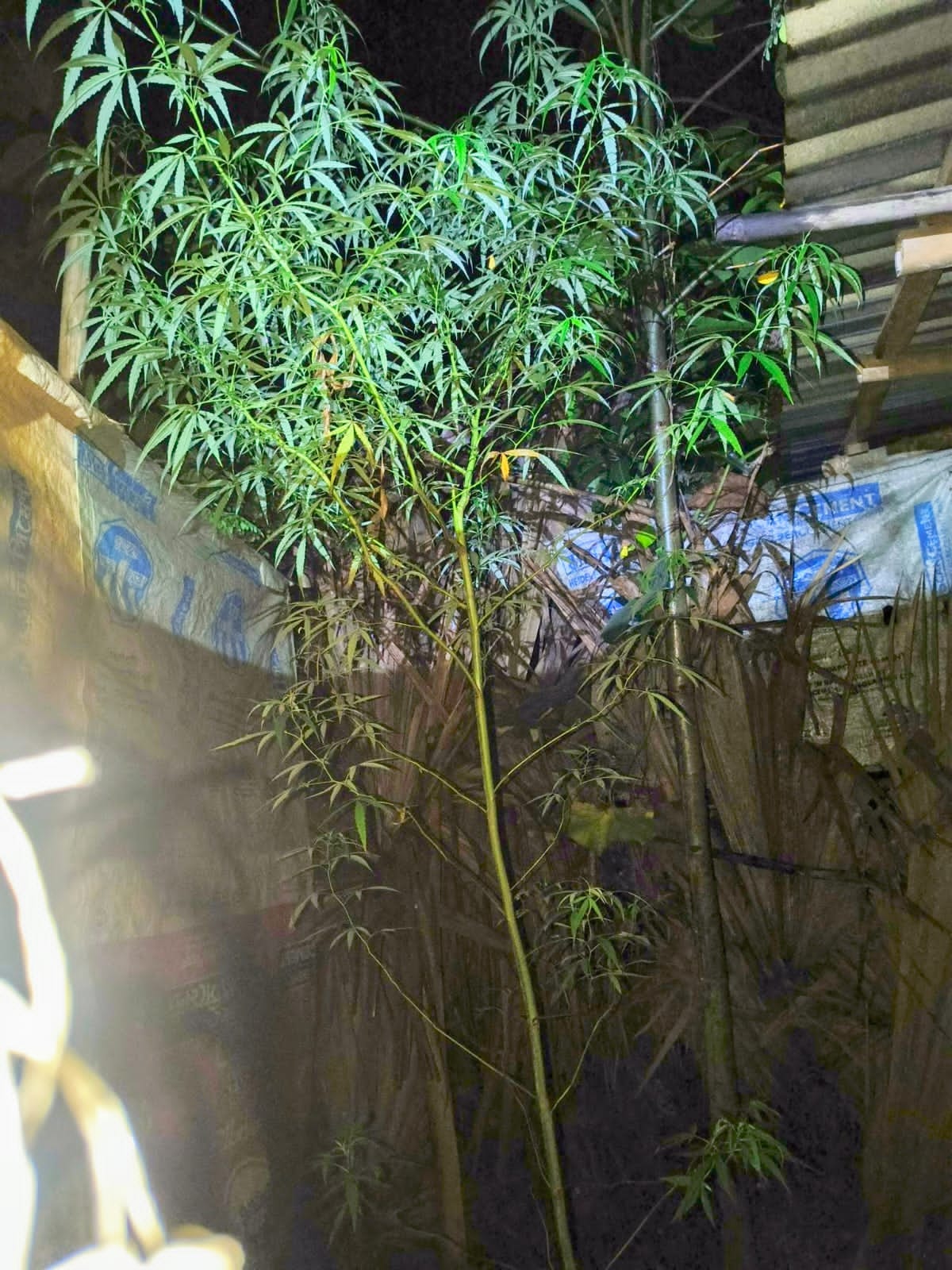 উঠানে গাঁজা চাষ, যুবক আটক