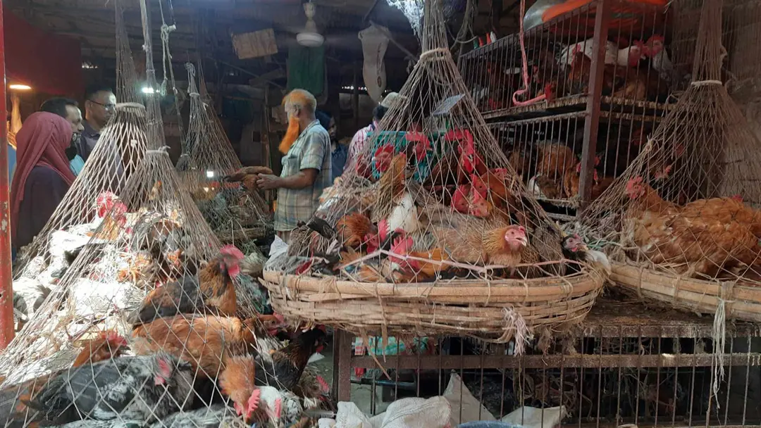 সোনালি মুরগির দাম ভাঙল রেকর্ড, ব্রয়লার মুরগির মূল্যেও প্রভাব