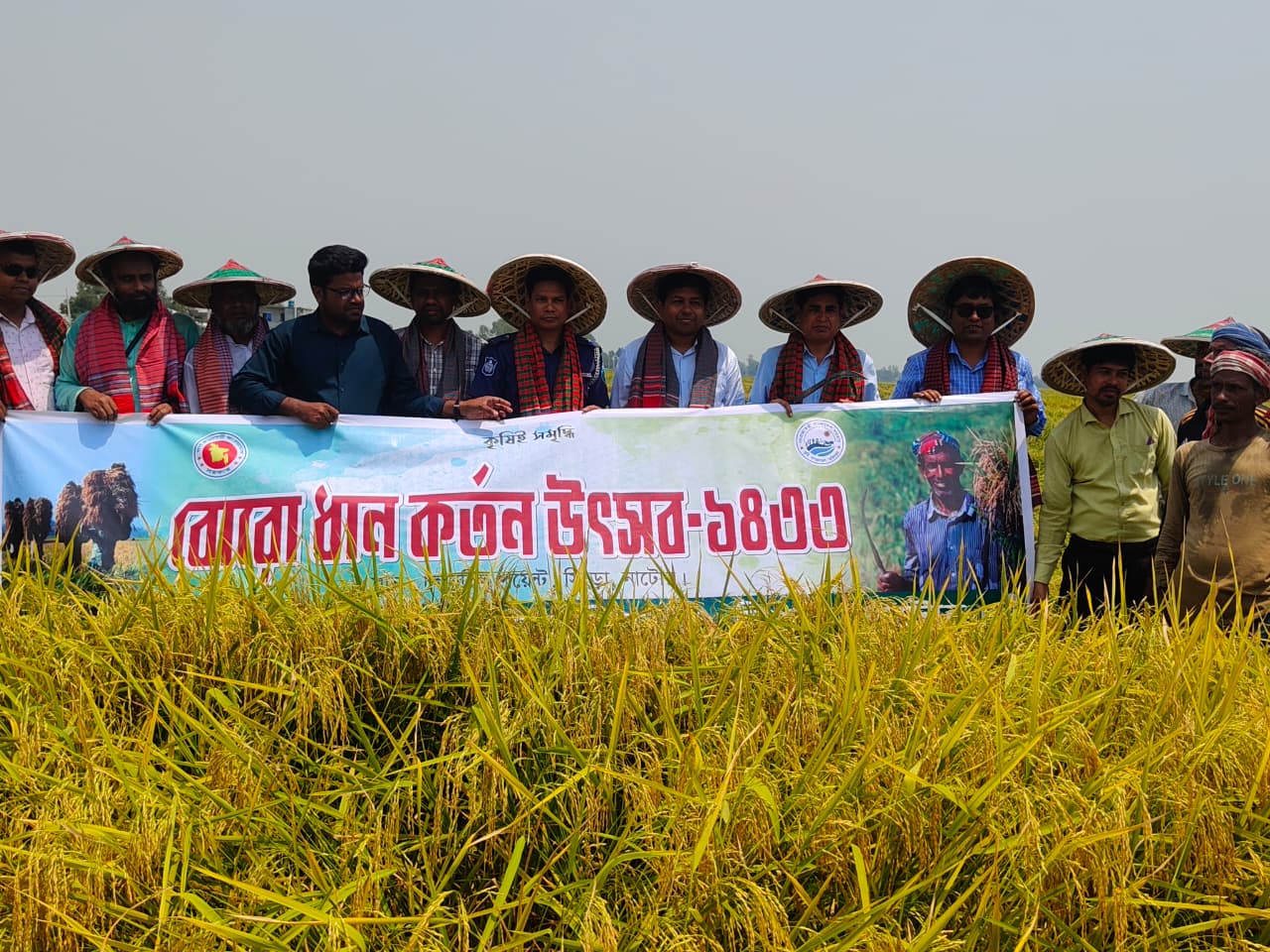 চলনবিলে বোরো ধান কাটা উৎসবের উদ্বোধন