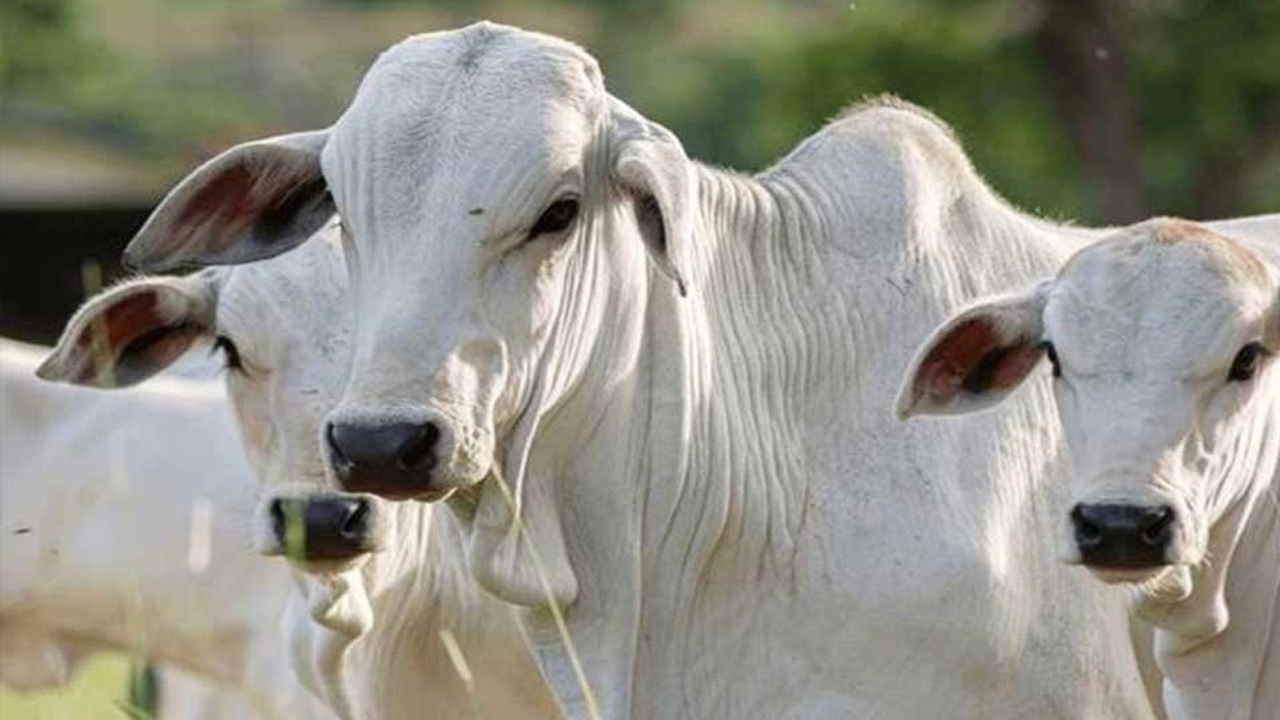 ভারত থেকে গরু আমদানির অনুমতি নিয়ে ছড়ানো তথ্য ভুয়া: মন্ত্রণালয়