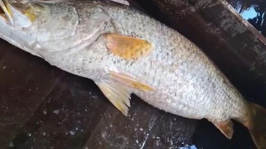 ১৬ কেজির কোড়াল ২৪ হাজারে বিক্রি