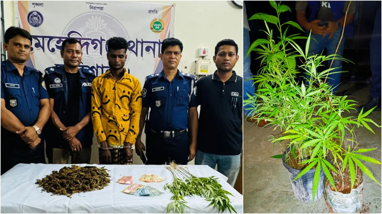 শখের বাগানের টবে গাঁজা চাষ, ১৩টি গাছসহ মাদক কারবারি আটক