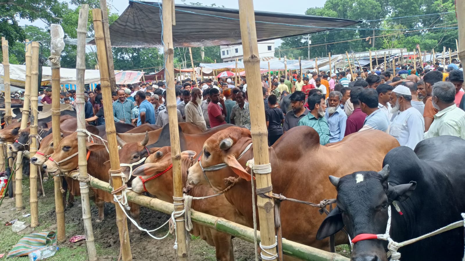 চুয়াডাঙ্গায় ২ লক্ষ ৩ হাজার কোরবানির পশু প্রস্তুত, দাম নিয়ে শঙ্কায় খামারিরা