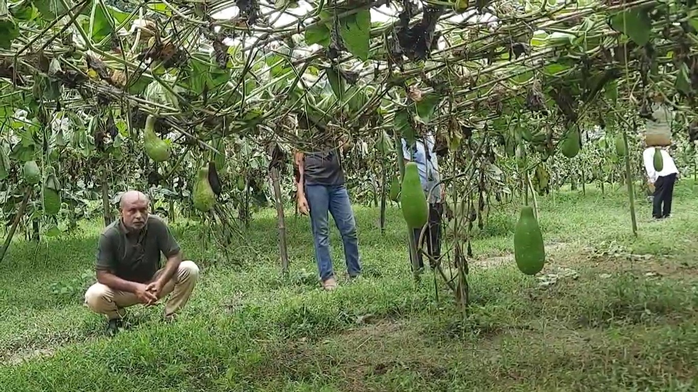 শৈলকূপায় কৃষকের ফলন্ত লাউক্ষেত কেটে দিল দুর্বৃত্তরা, প্রায় ২ লাখ টাকার ক্ষতির দাবি