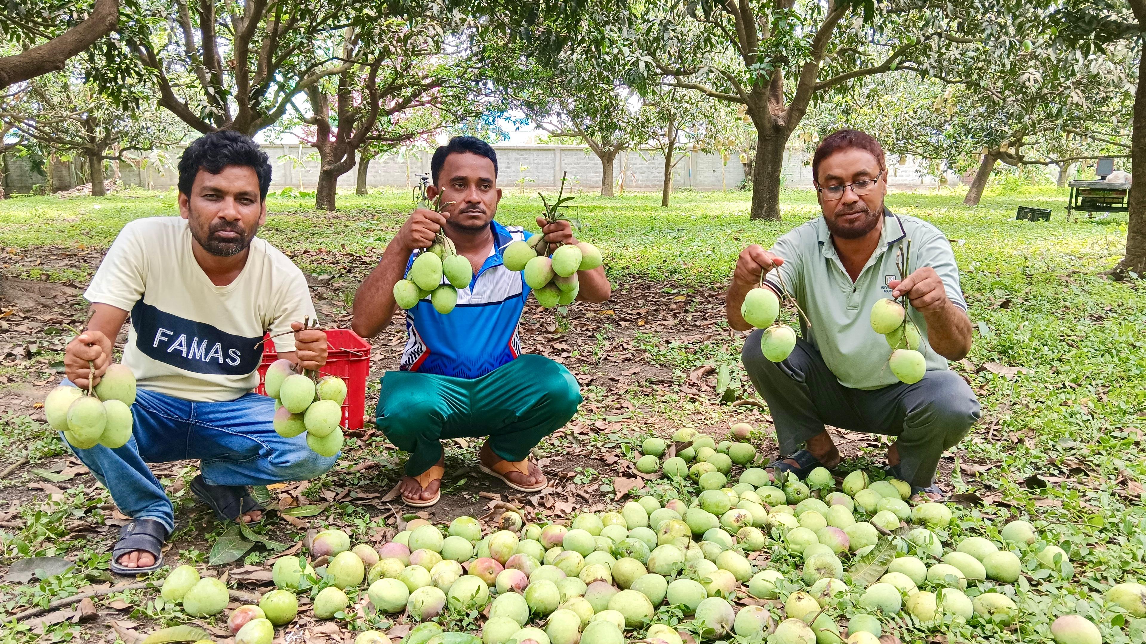 রাজশাহীতে আম পাড়া শুরু: বাজারে এলো ‘গুটি’ আম