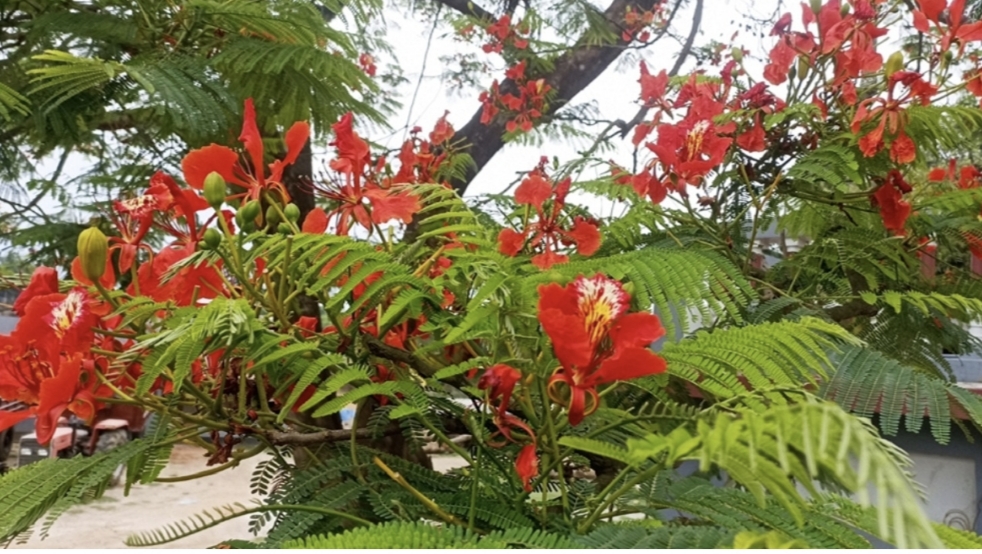 নড়াইল অপরুপে সেজেছে রক্তিম কৃষ্ণচূড়ায়