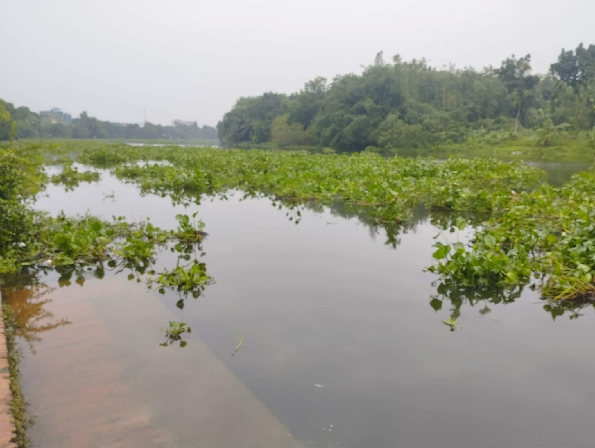 পাট জাগ দেওয়ায় নড়াইলের চিত্রা-নবগঙ্গা দূষণের শিকার হুমকির মুখে জীব-বৈচিত্র