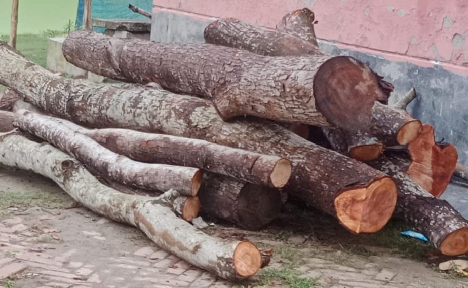 রাজবাড়ী পাংশায় সরকারি রাস্তার কাটা গাছ আটক