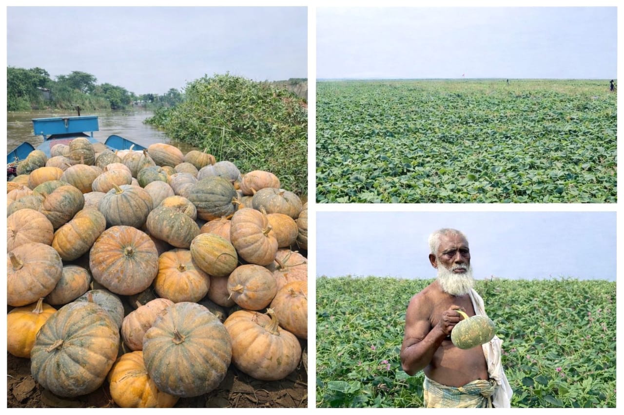 মৌলভীবাজারে মিষ্টি কুমড়ার বাম্পার ফলন: কৃষকের মুখে হাসি, অবকাঠামো উন্নয়নের দাবি