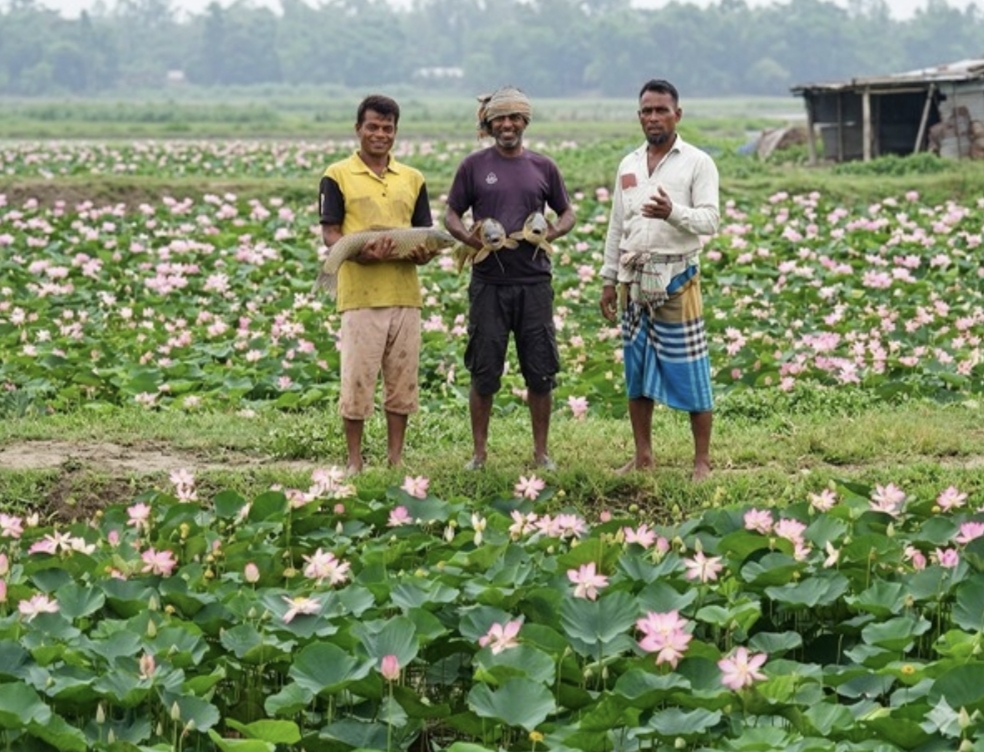পদ্মফুলে সৌন্দর্য, ঘেরে সর্বনাশ-তবু স্বপ্ন ছাড়েননি তিন উদ্যোক্তা