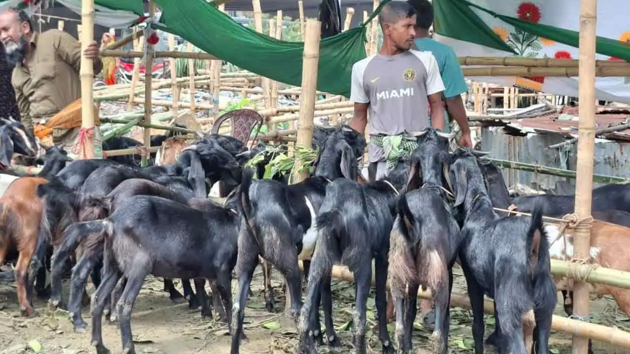 ছোট খাসিও ১৭–২০ হাজার, বড়গুলোর দাম ৩৫ হাজার পর্যন্ত