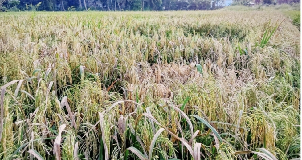 নড়াইলে বোরো ধানে পেনিকেল ব্লাইট রোগের আক্রমনে হতাশায় কৃষকেরা